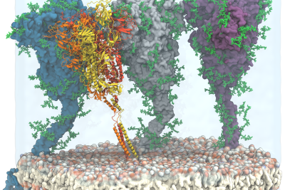 Covino Protein Spikes 