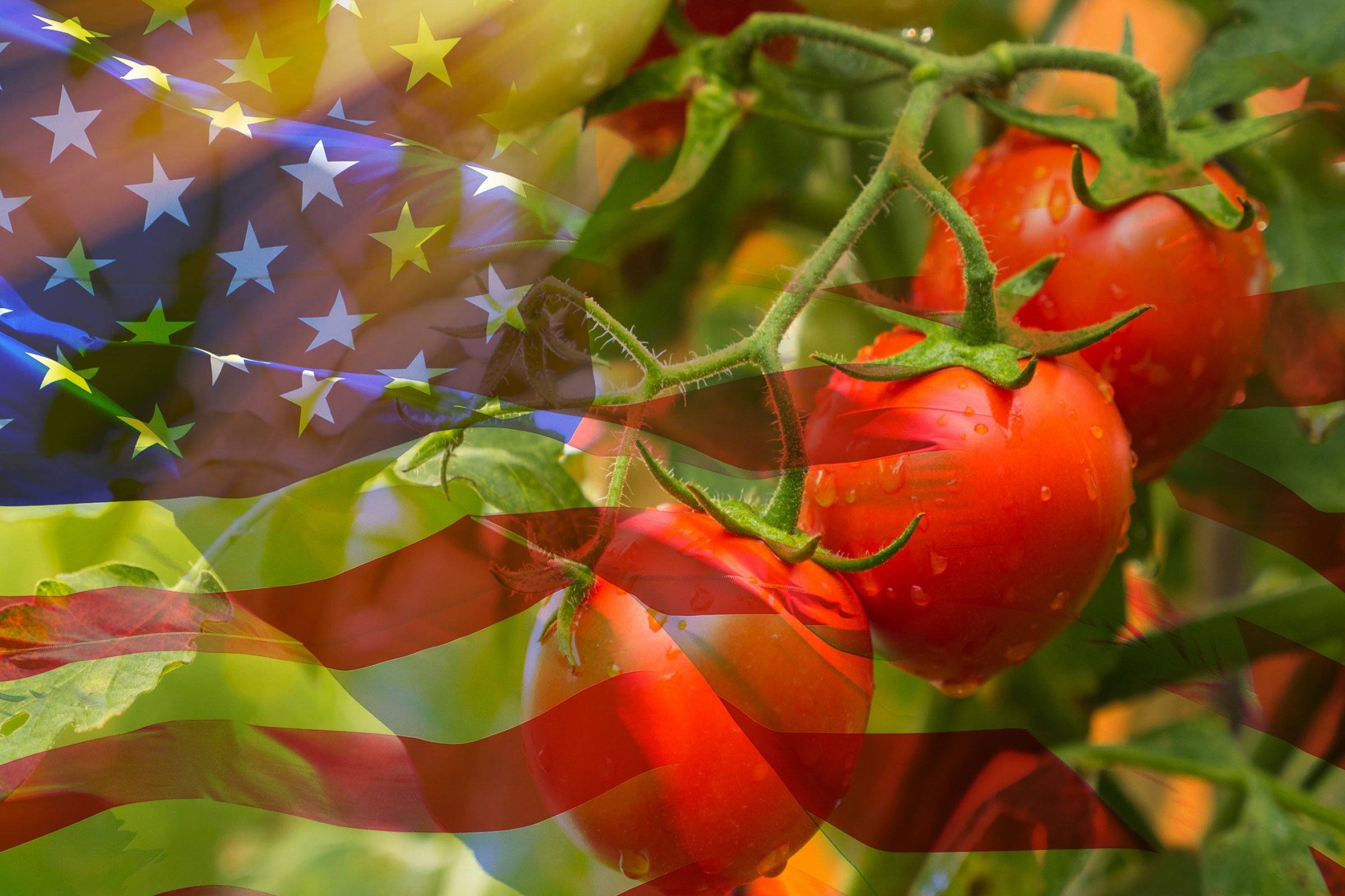 Tomato meets USA