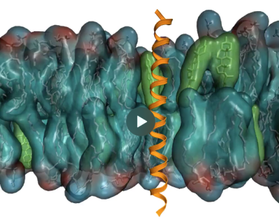 The transmembrane domain of the protein IRE1 in yeast.