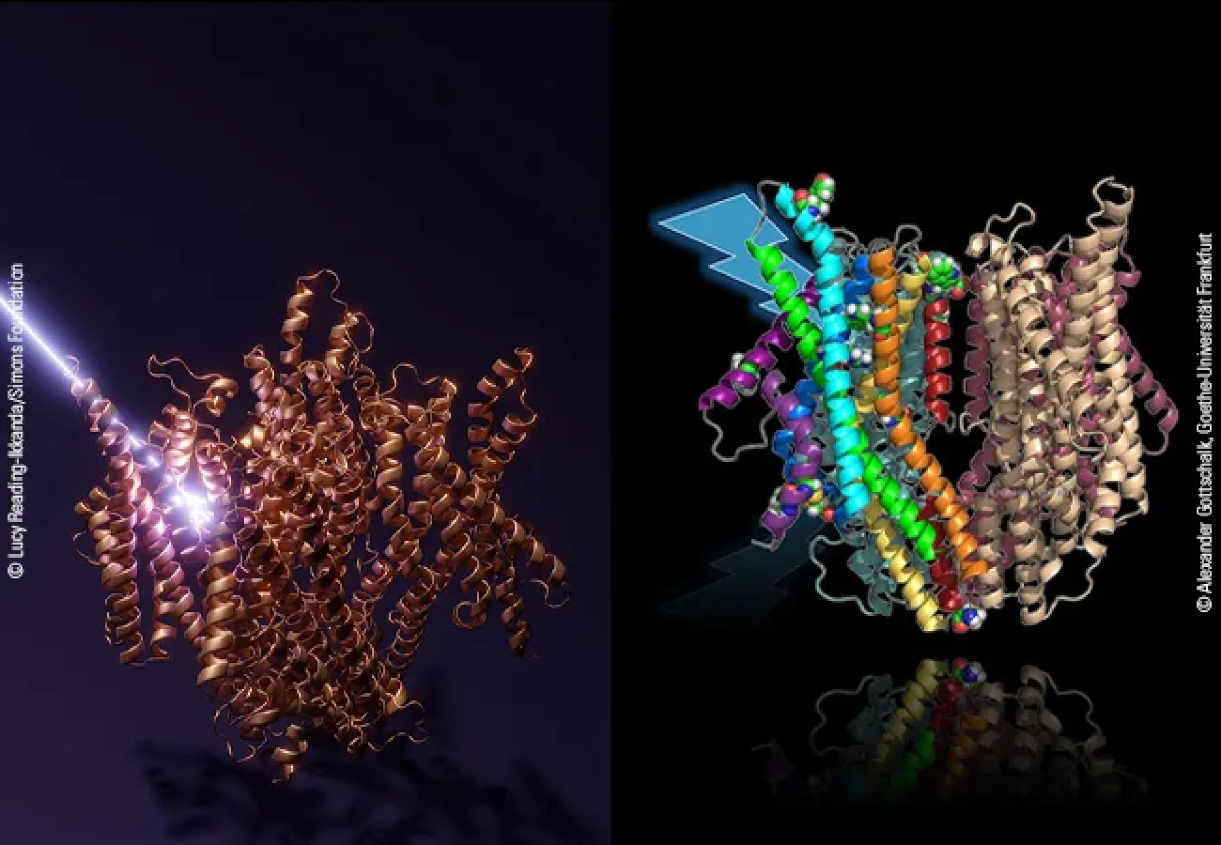 Caenorhabditis-LITE-1