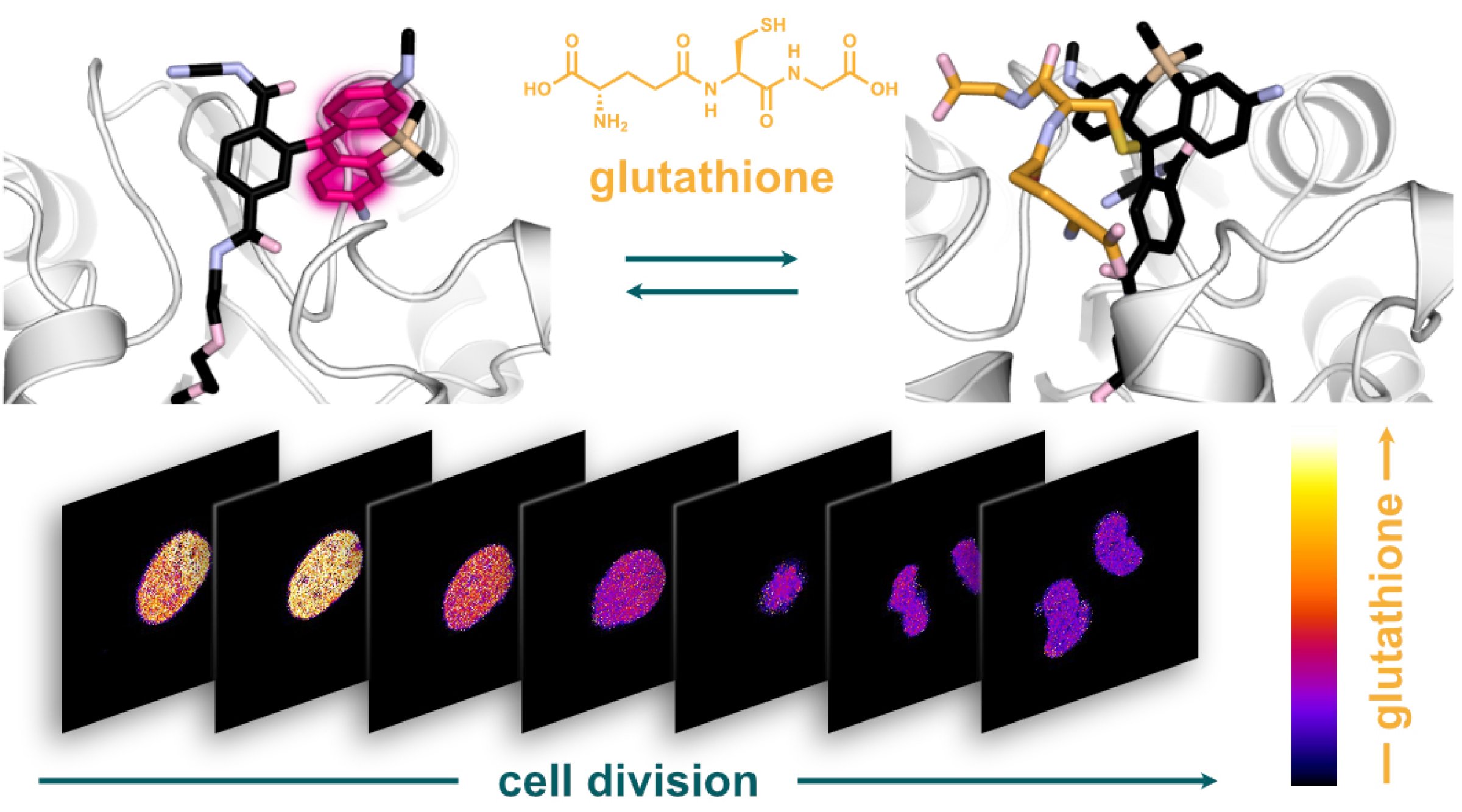 Glutathion - Emmert, Thallmair et al 2023