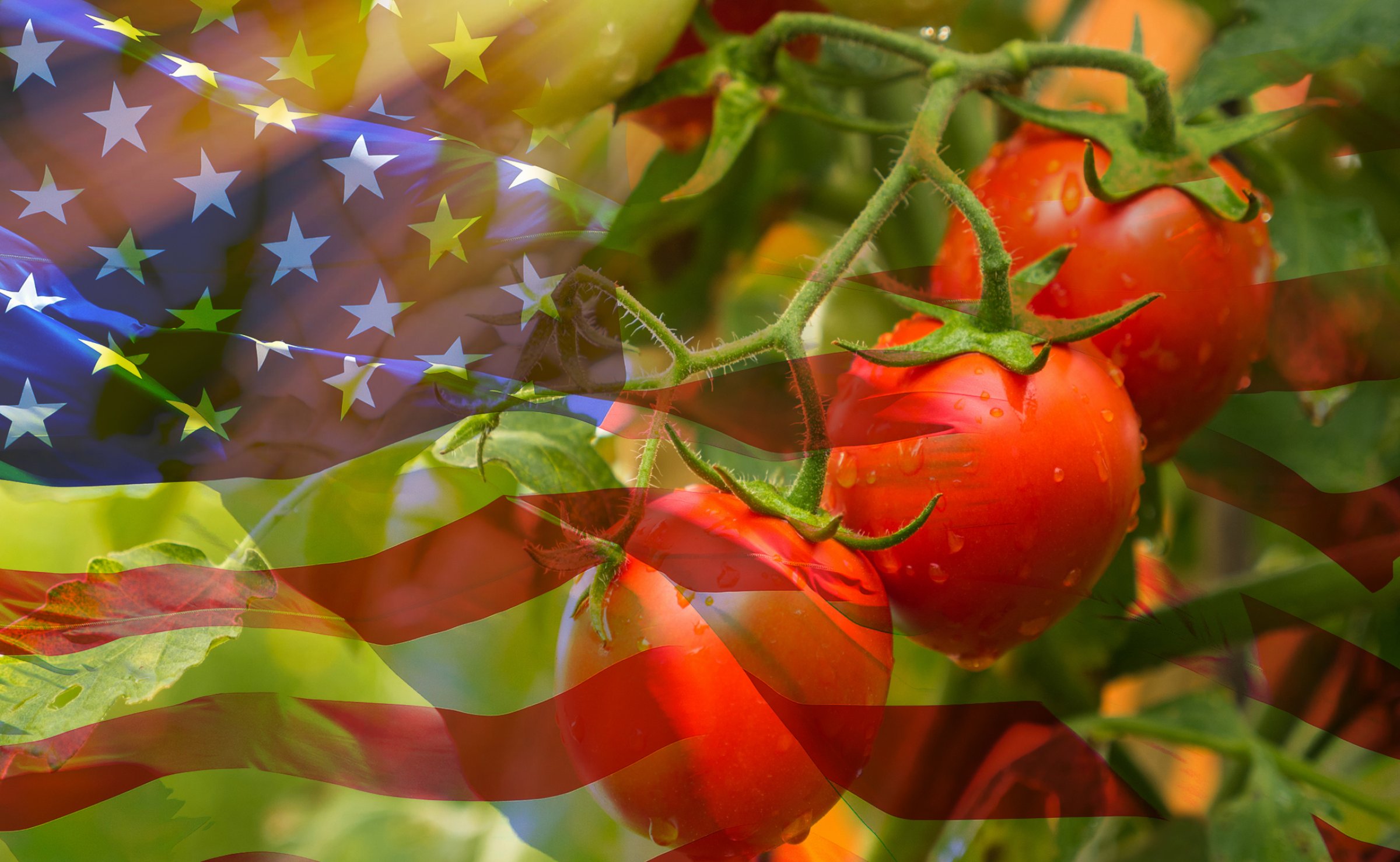 Tomato meets USA