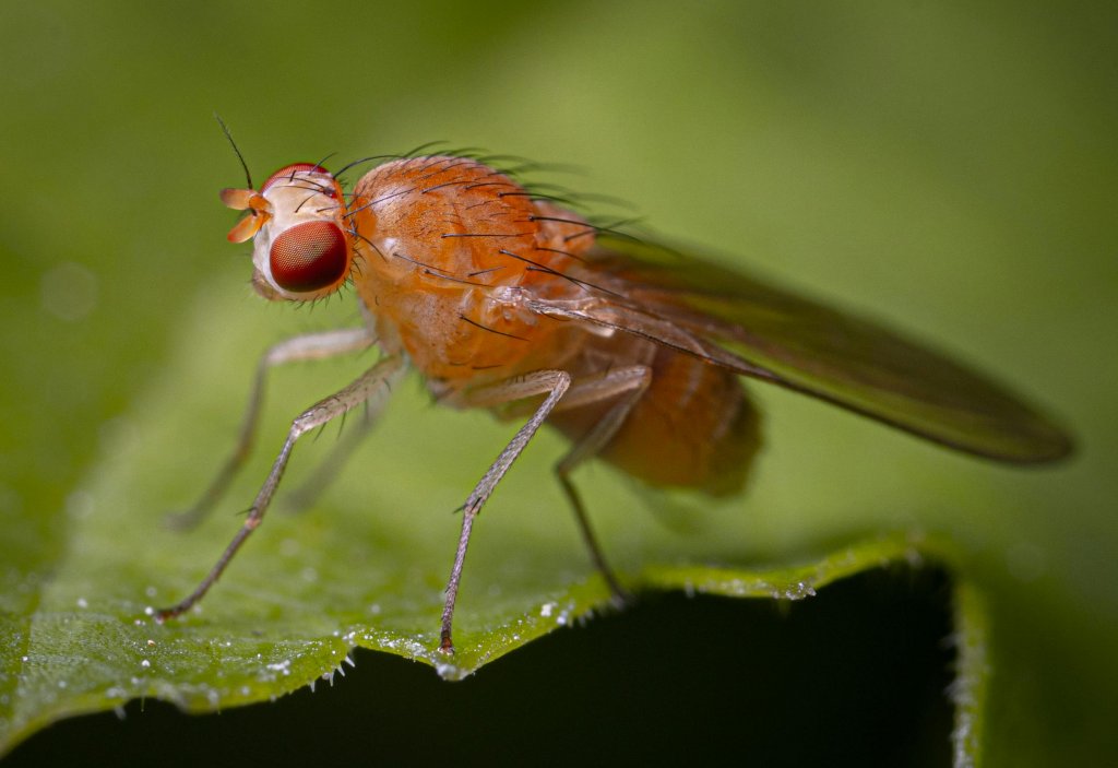 The fruit fly. Drosophila